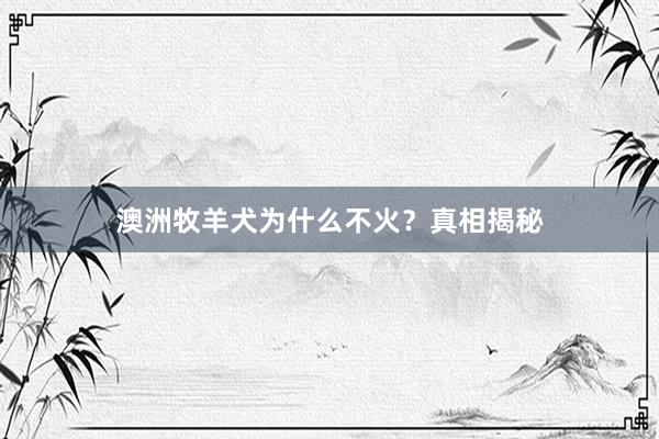 澳洲牧羊犬为什么不火？真相揭秘